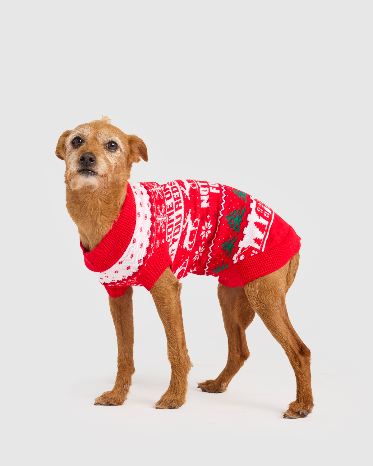 NFFC Nordic COYR Pet Christmas Jumper